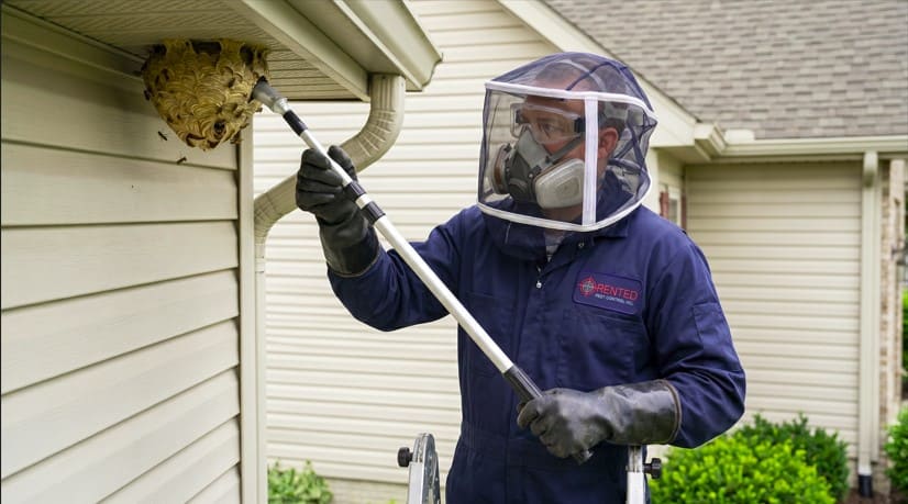Yellow Jacket Control Etobicoke